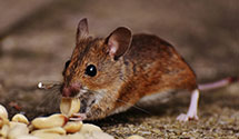 24 Hour & Emergency Exterminators in Riviera Beach, MD